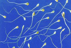 Läsarfråga: Vid vilken ålder får man sperma?