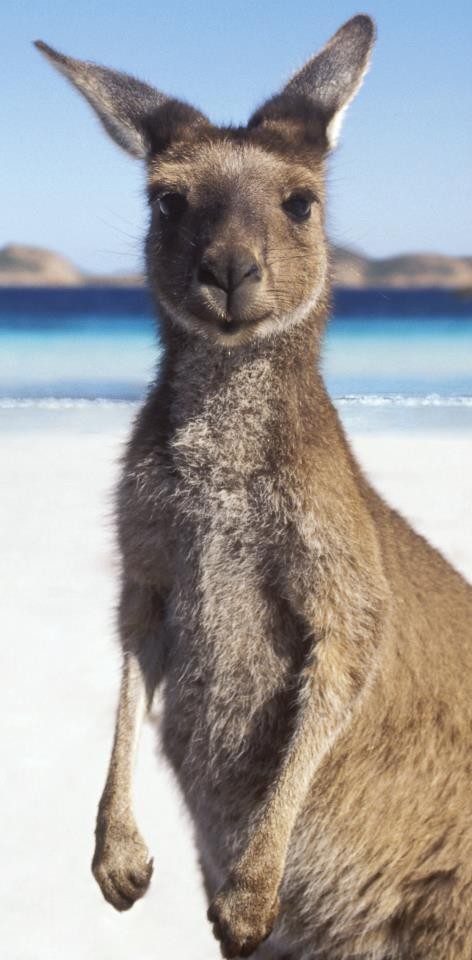 Australien får Emmie att vilja stanna