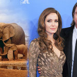 Brad Pitt & Angelina Jolie lånar elefantfamilj till bröllopet!
