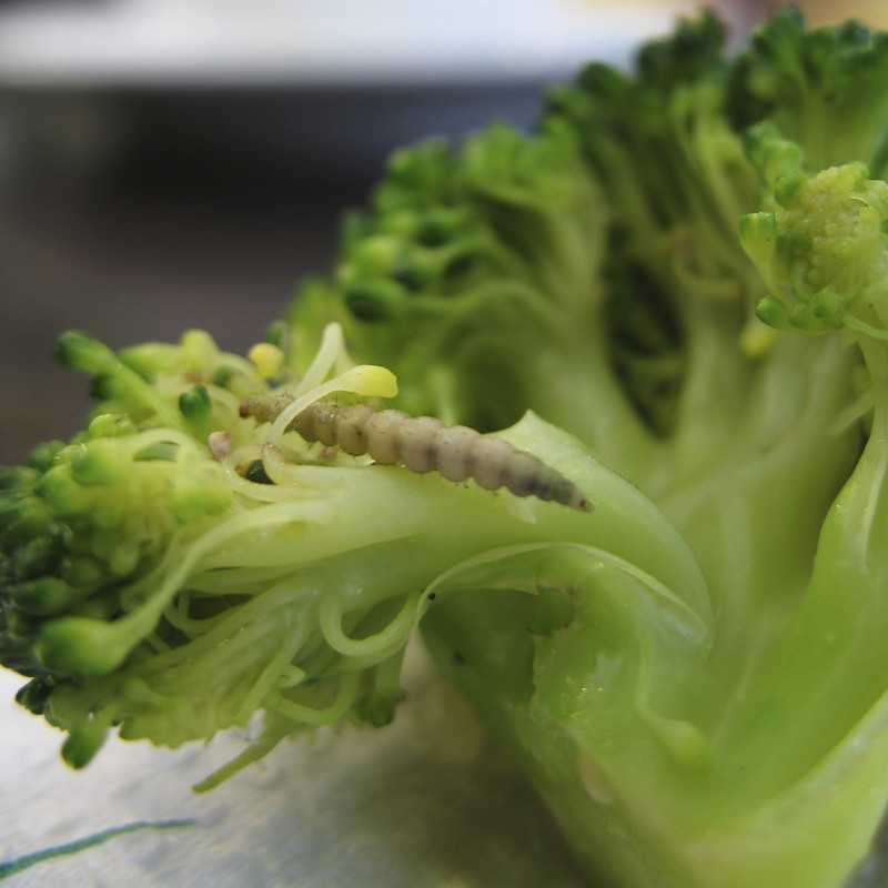 Vanligt med mask i broccoli?