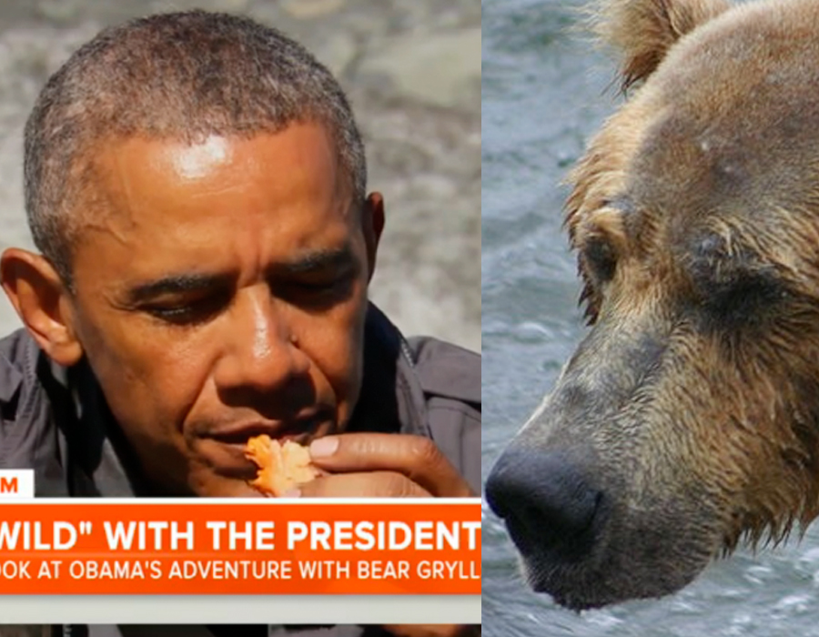 Se när Obama blir bjuden på lax – som är tuggad av en björn