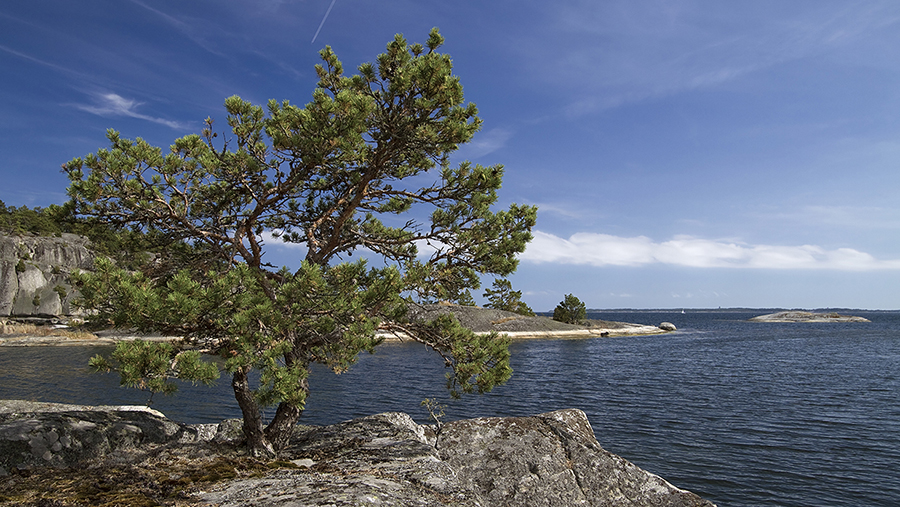 Sveriges 13 bästa havsbad och stränder