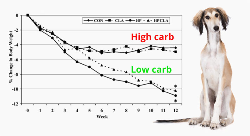 Till och med hundar går ner mer i vikt på LCHF