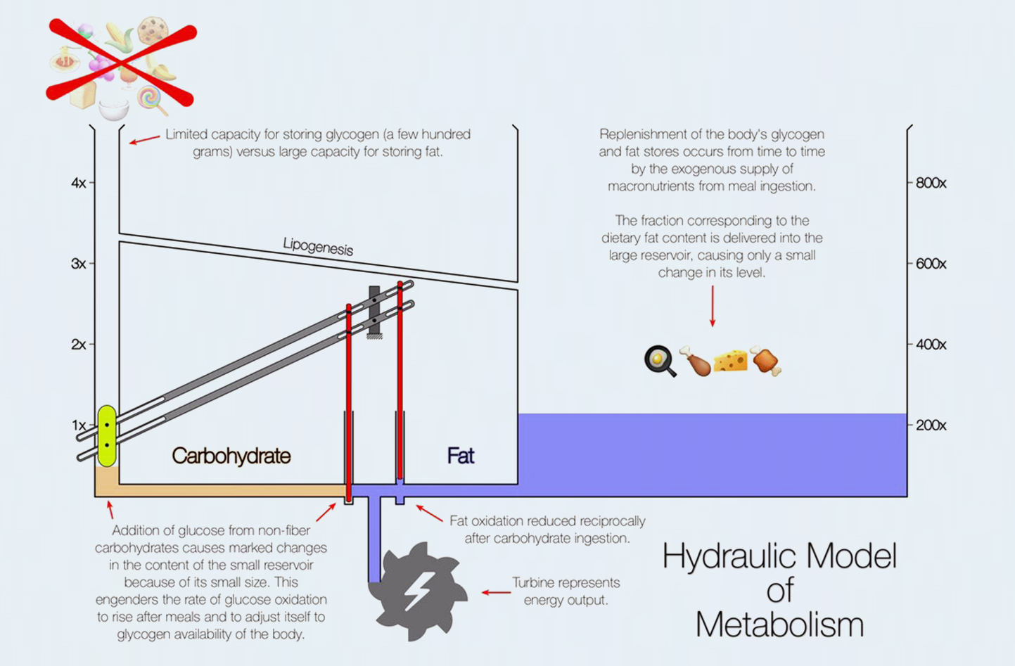 Kolhydratmetabolism kontra fettmetabolism – dr Ted Naimans hydrauliska modell