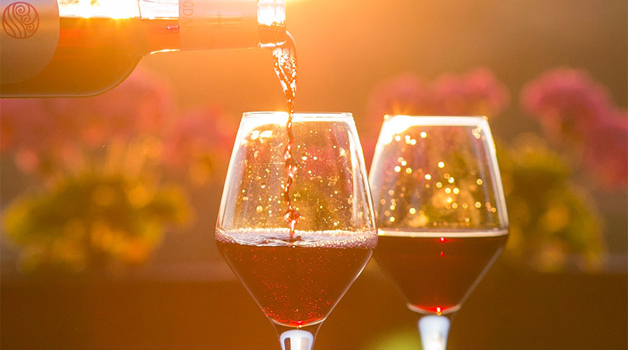 Vin under hundringen – 9 bästa valen just nu