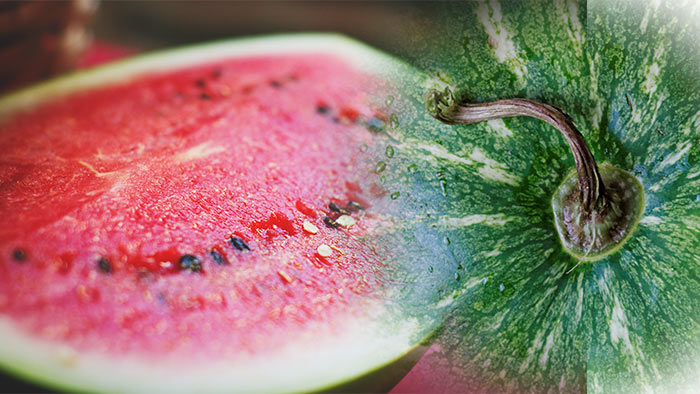 Så vet du om vattenmelonen är mogen – 3 saker att kolla efter